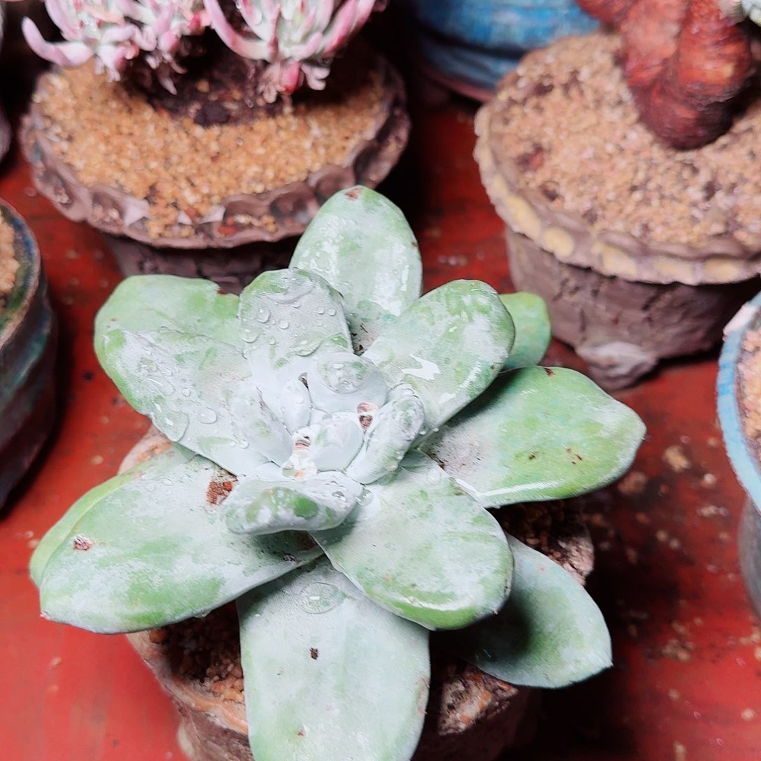 1262拇指仙女杯多肉