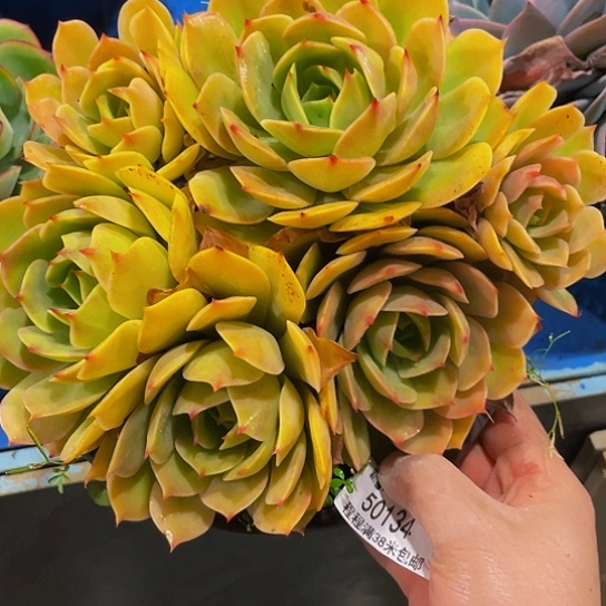 好***生黄玫瑰50134多肉