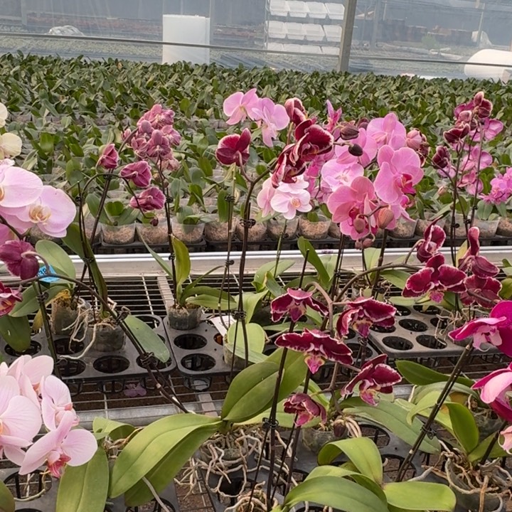 巷***年完全开放0401蝴蝶兰一物一拍