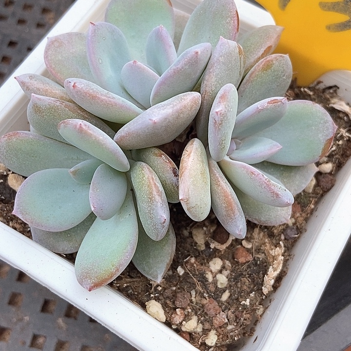 多肉植物韩版奶茶932多肉