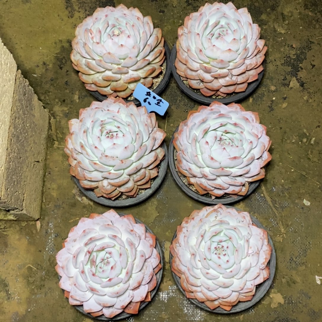 啊军喵多肉橙子单头