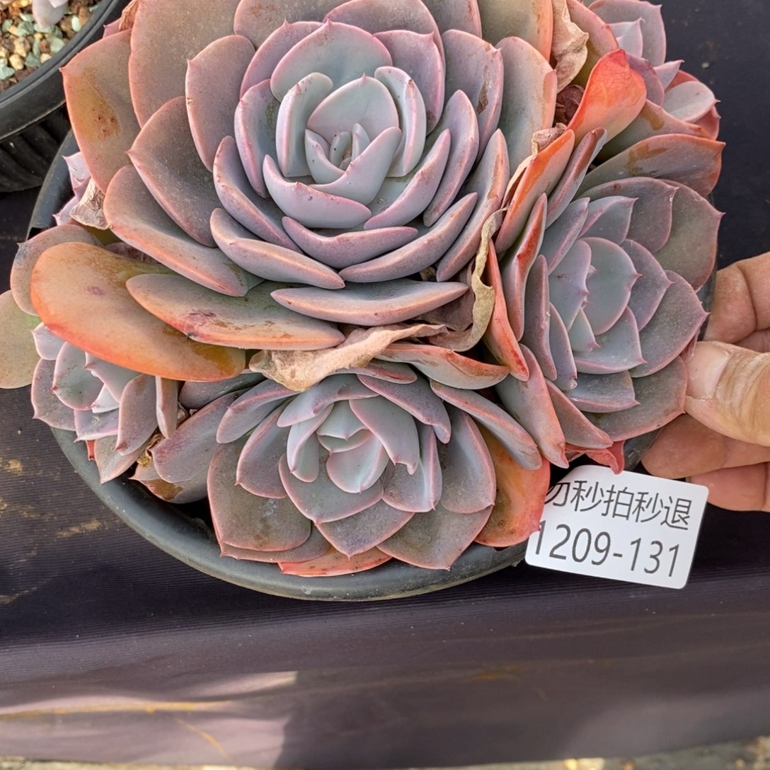 勿秒拍秒退 1209-131尘埃