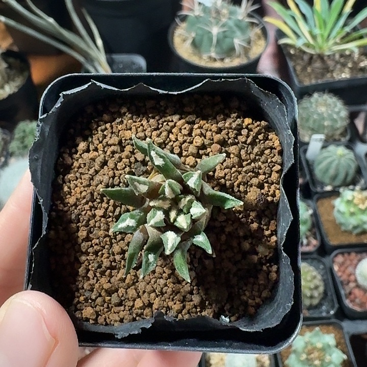 黑牡丹仙人球123456