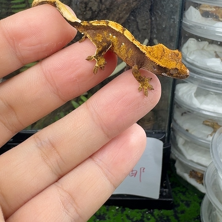 睫角守宫红底三色