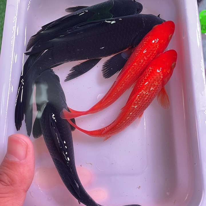 锦鲤17号锦鲤鱼包邮
