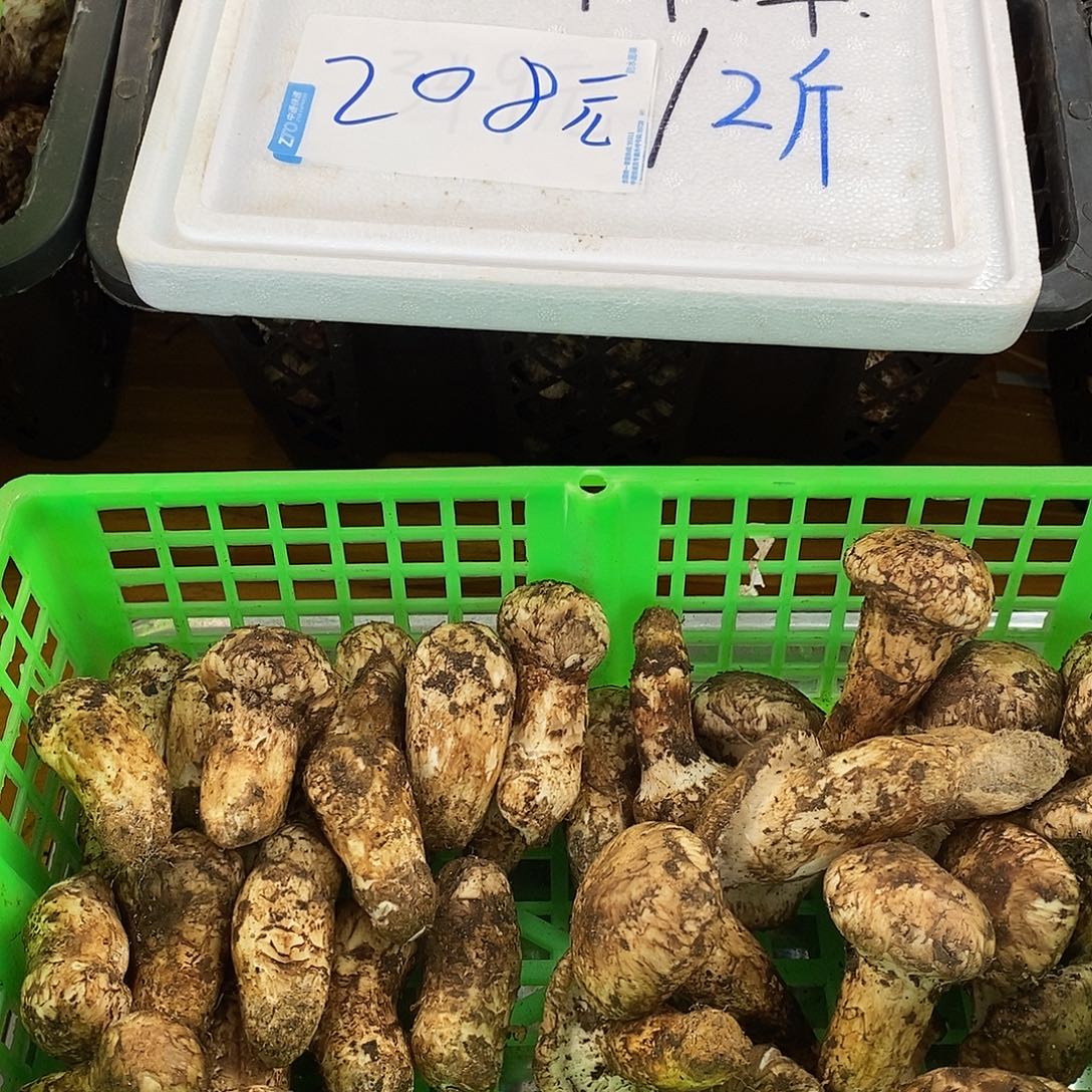 福利款中国大陆208
