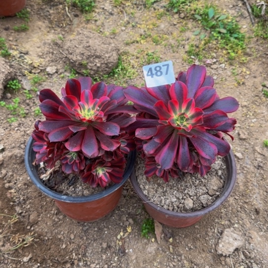 聆***声美杜莎2棵4号棚487