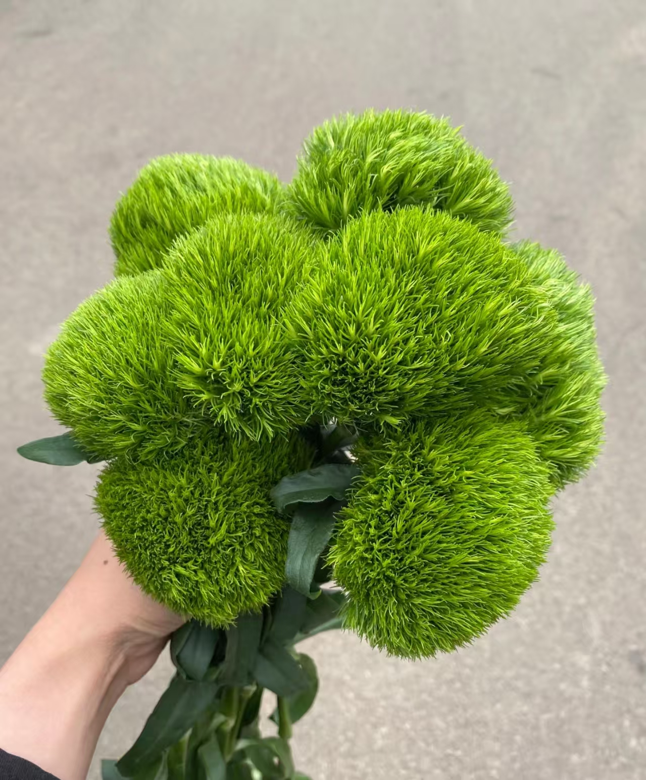 【绿毛球1扎】云南基地直发 2单升级顺丰冷链/德邦空运