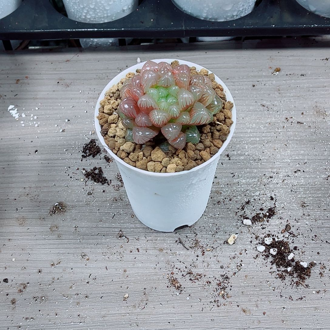 红玉露一勿一拍多肉