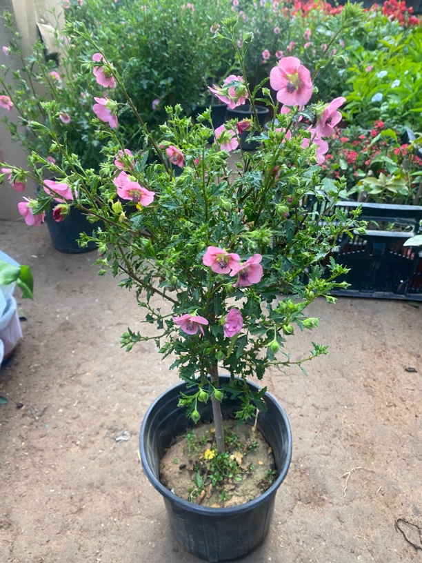 小木槿棒棒糖形花苗盆栽带花苞四季开花室内阳台植物易活好养花卉