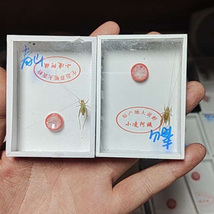 青***隐超顶须 4 公分须！！！