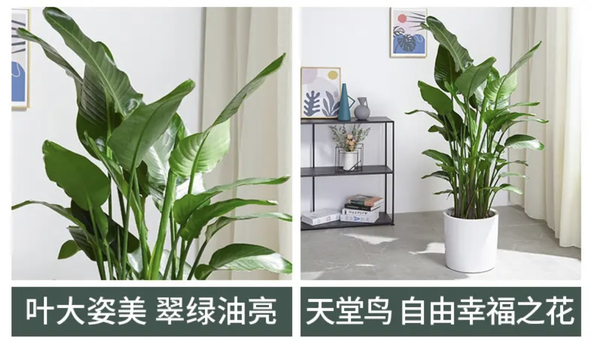 【小杨花场】天堂鸟室内客厅办公室绿植叶片自然开裂 介意慎拍