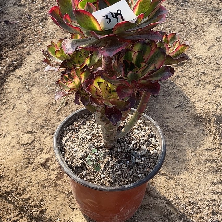 法师植物魅影法师349