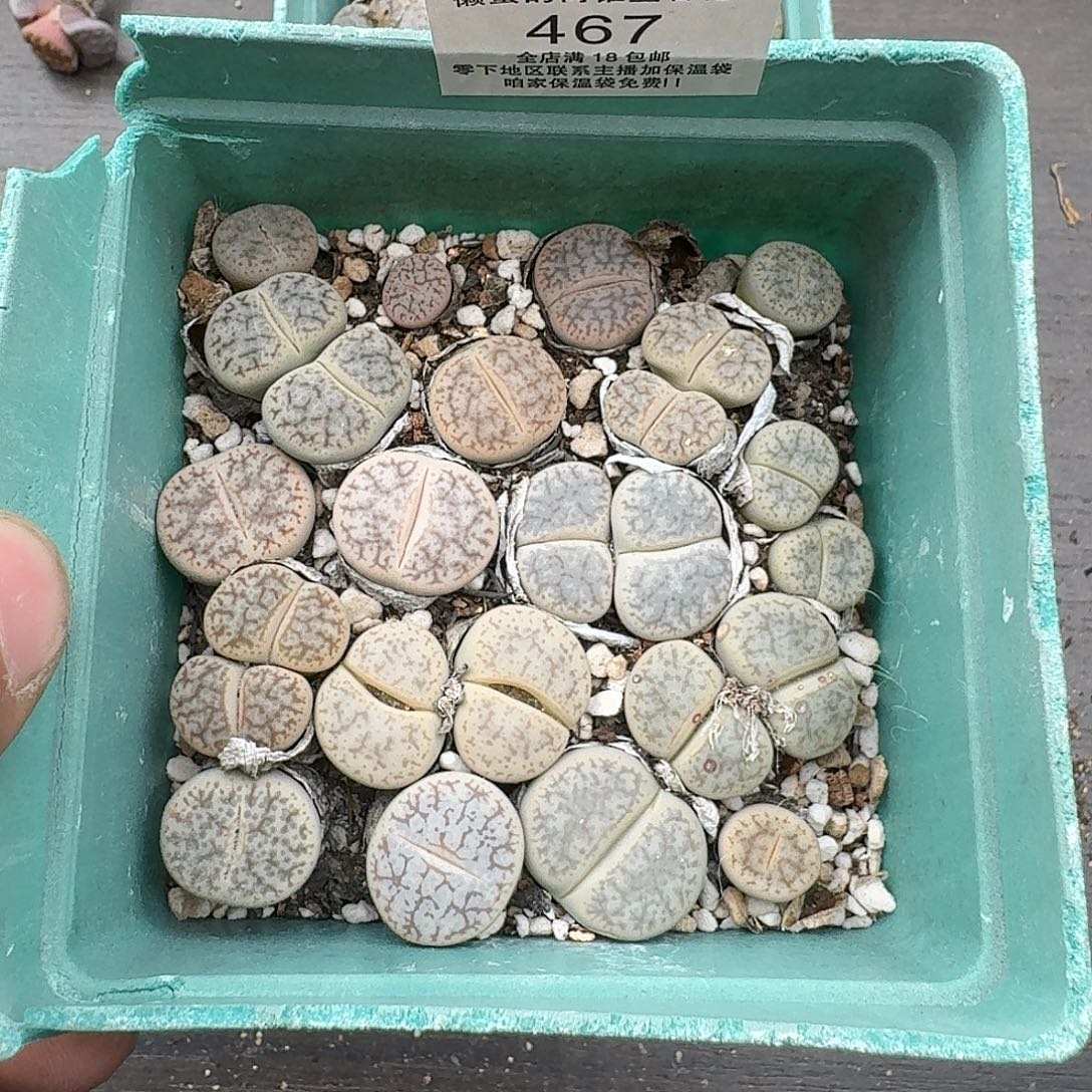 467岛田白腊石曲玉福利