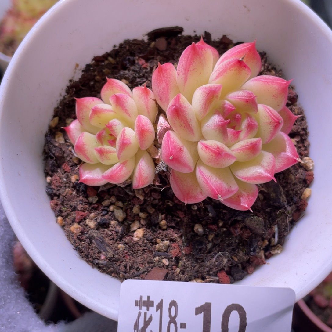 花利美18-10海王双头