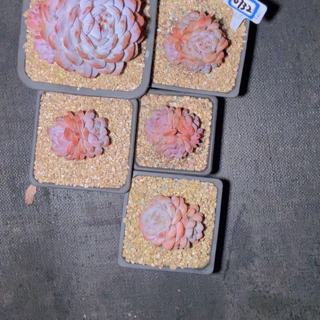 E***T0732星影五颗一组