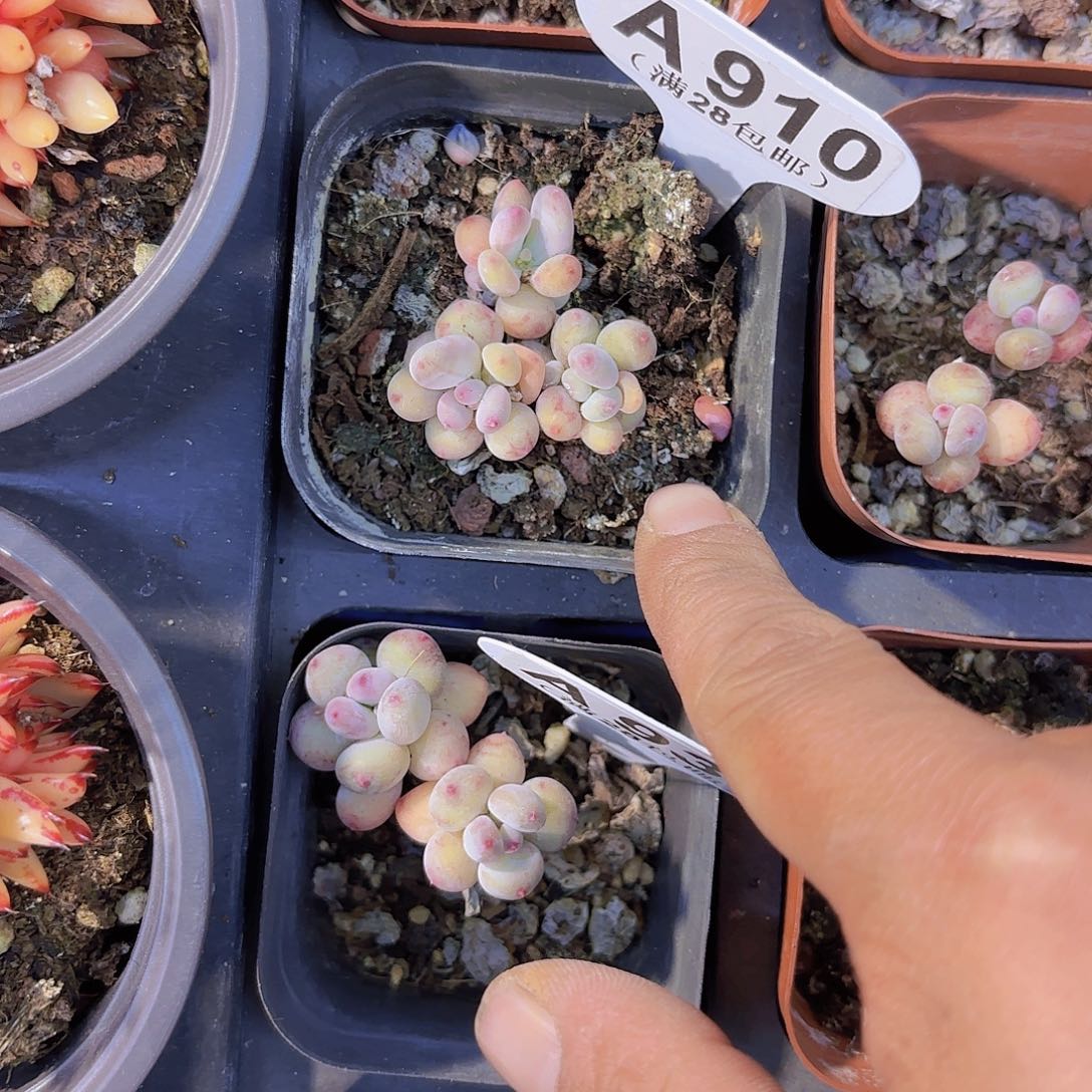 琳*A910萤火虫一物一拍