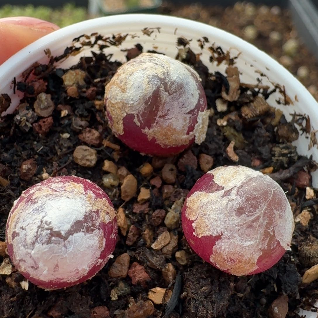 924三颗灯灯脱土发货