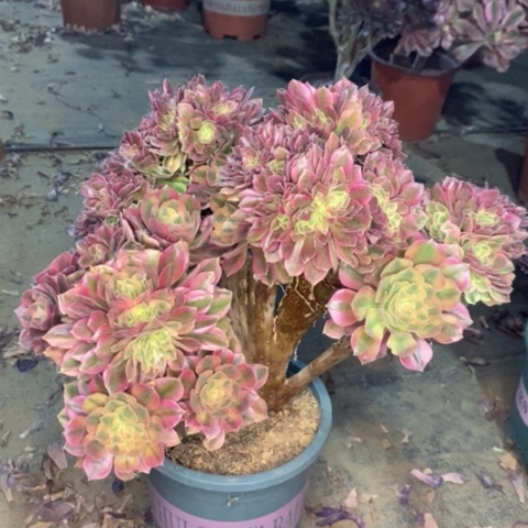 红袖缀多肉植物038