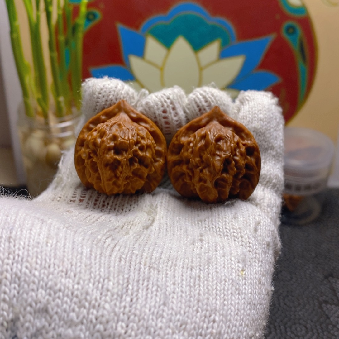 核桃大耳朵图图边35肚35高36