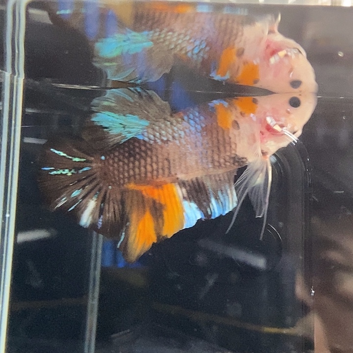 斗鱼黑22号巨斗将军