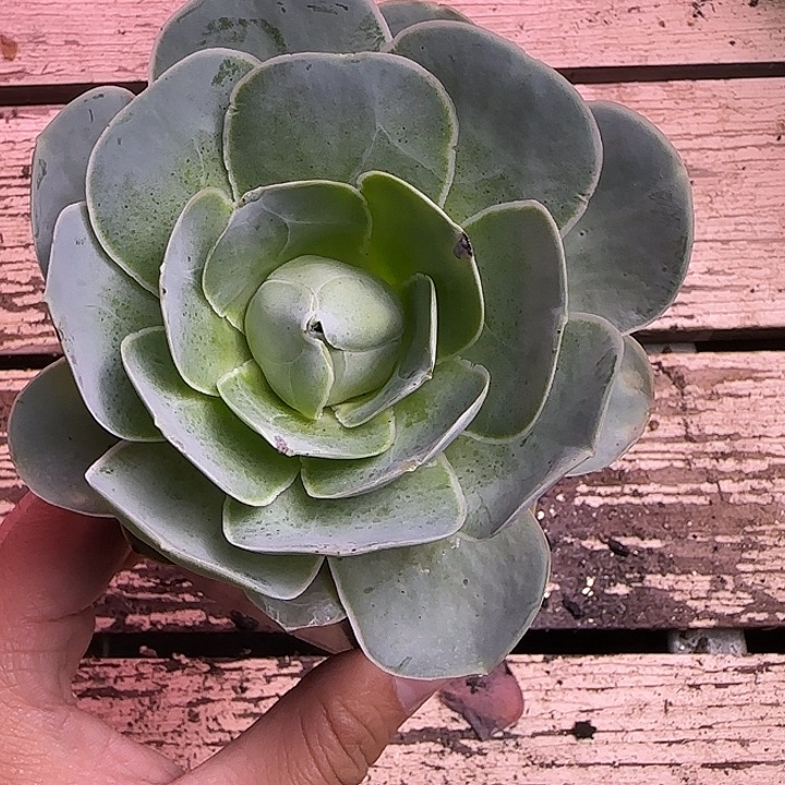 颂***召山地玫瑰一物一拍，带盆发