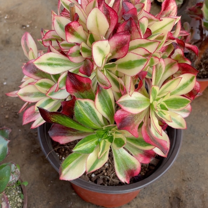 445魅影多肉12345678多肉