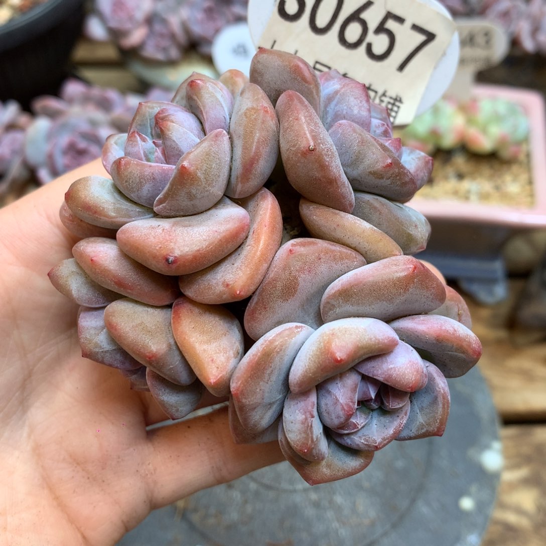 S0675 突尼斯 背景模特同款 