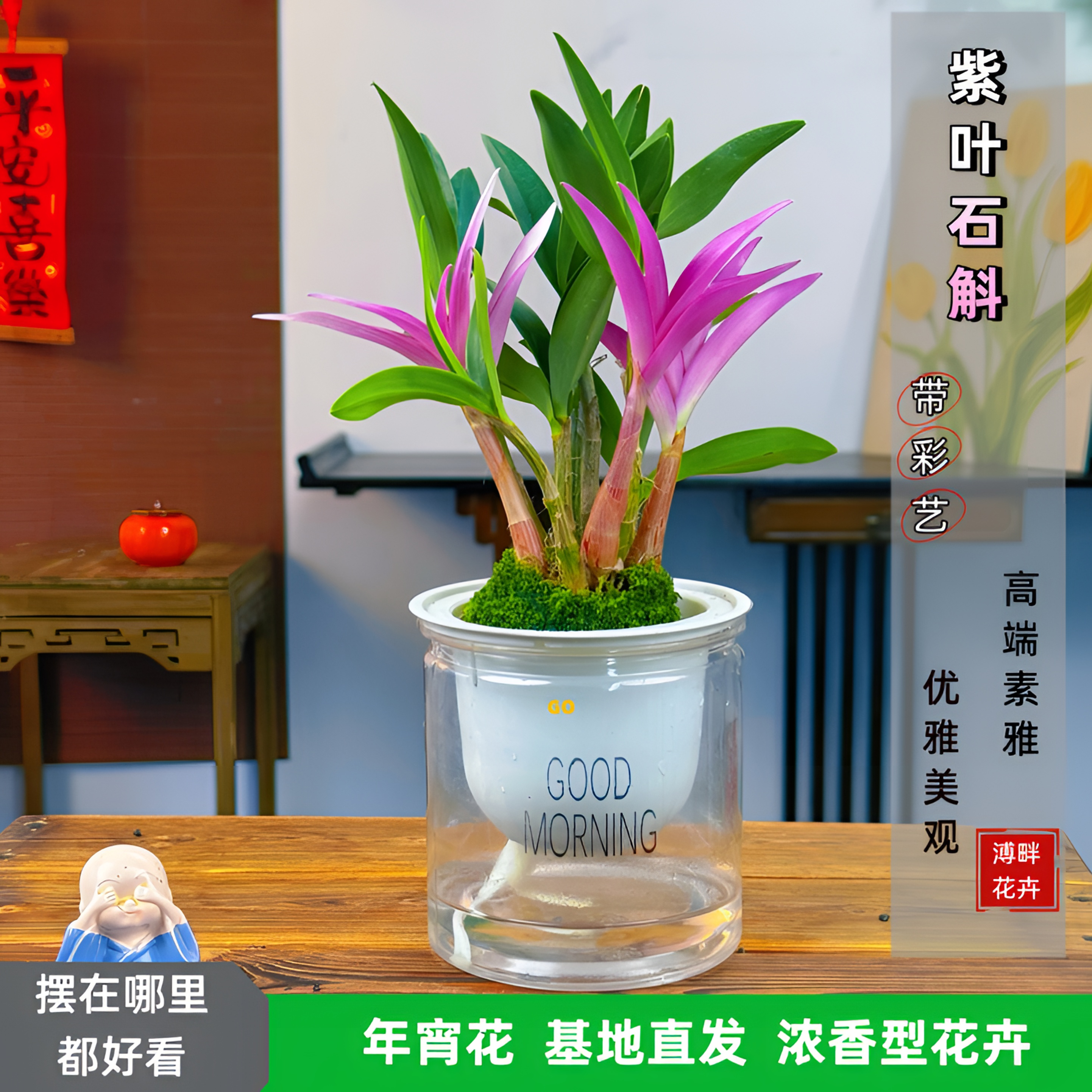 七彩香水石斛兰花四季开好养绿植浓香型石斛懒人好养花卉净化
