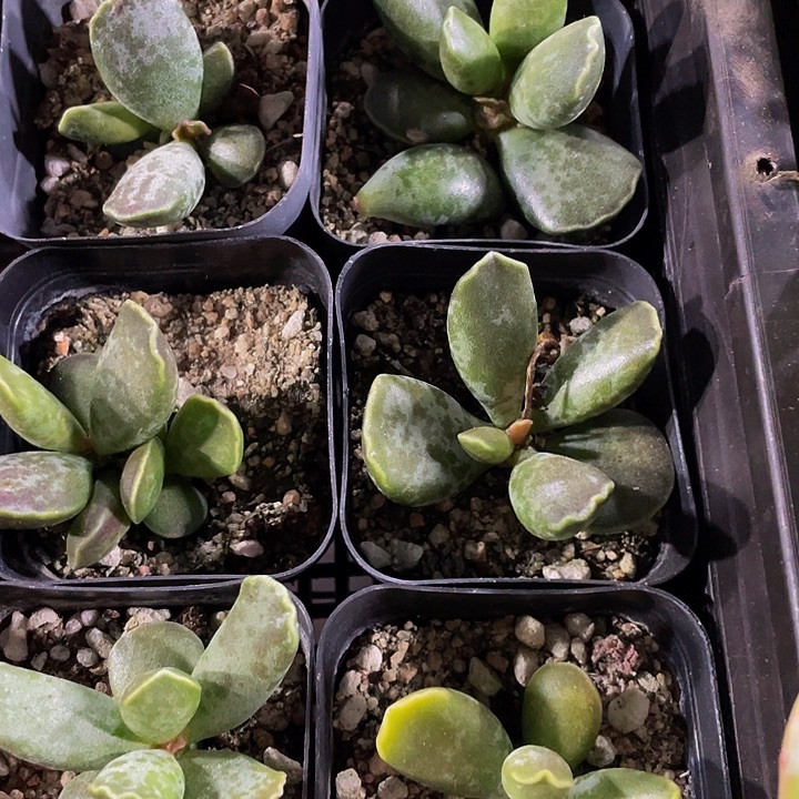 紫库博带盆土发货