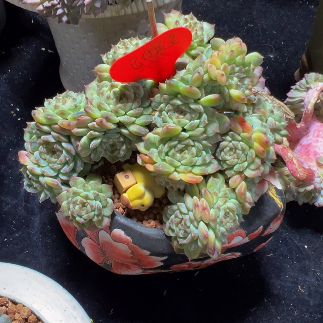 一***鱼总价788定金非黑化腐不退不换