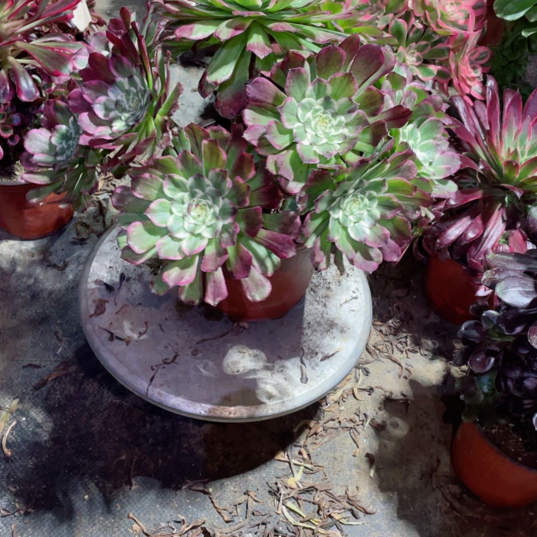 多肉植物水墨画461