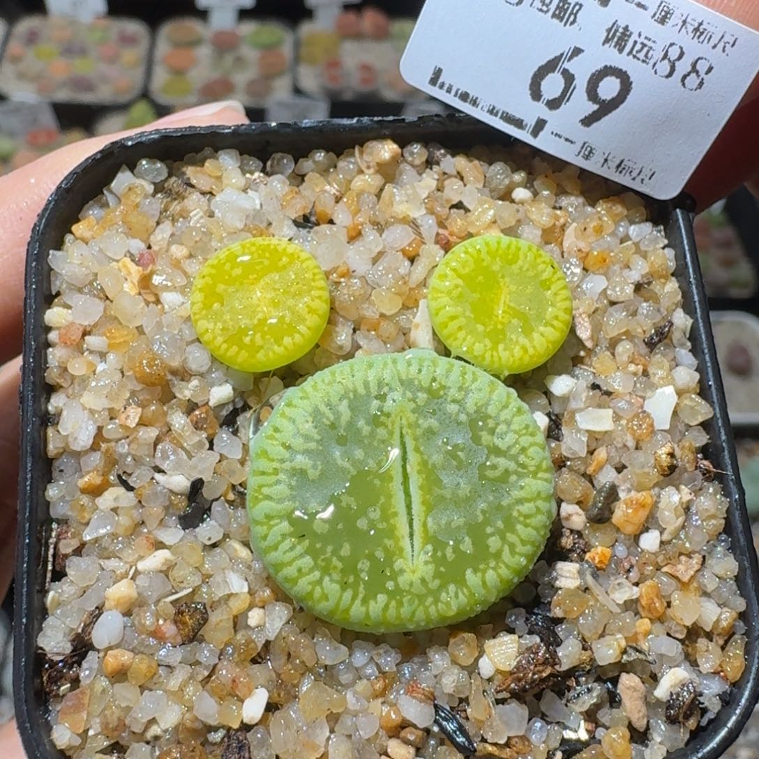 Sss清仓价可便宜了69