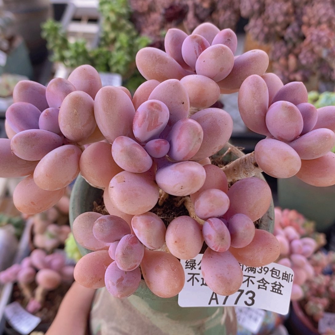 糖果桃蛋老桩12cm773多肉植物