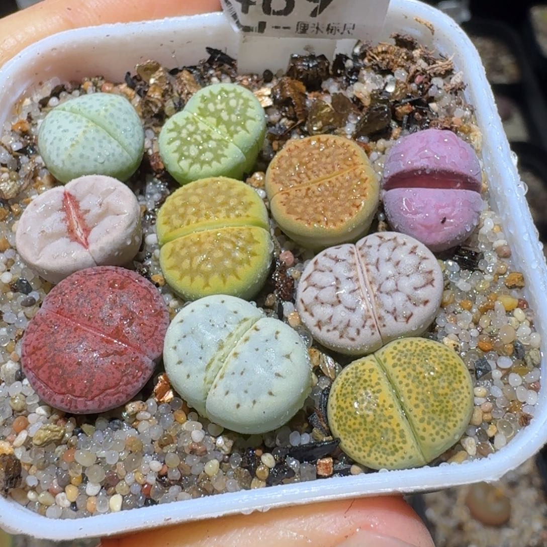 S便宜了很多来买489