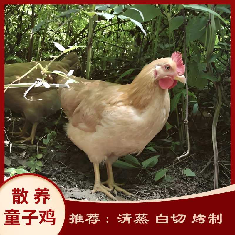 【29.9抢4斤】童子鸡2只装 肉嫩不柴 解冻即烹 家庭特惠装 冷链直达