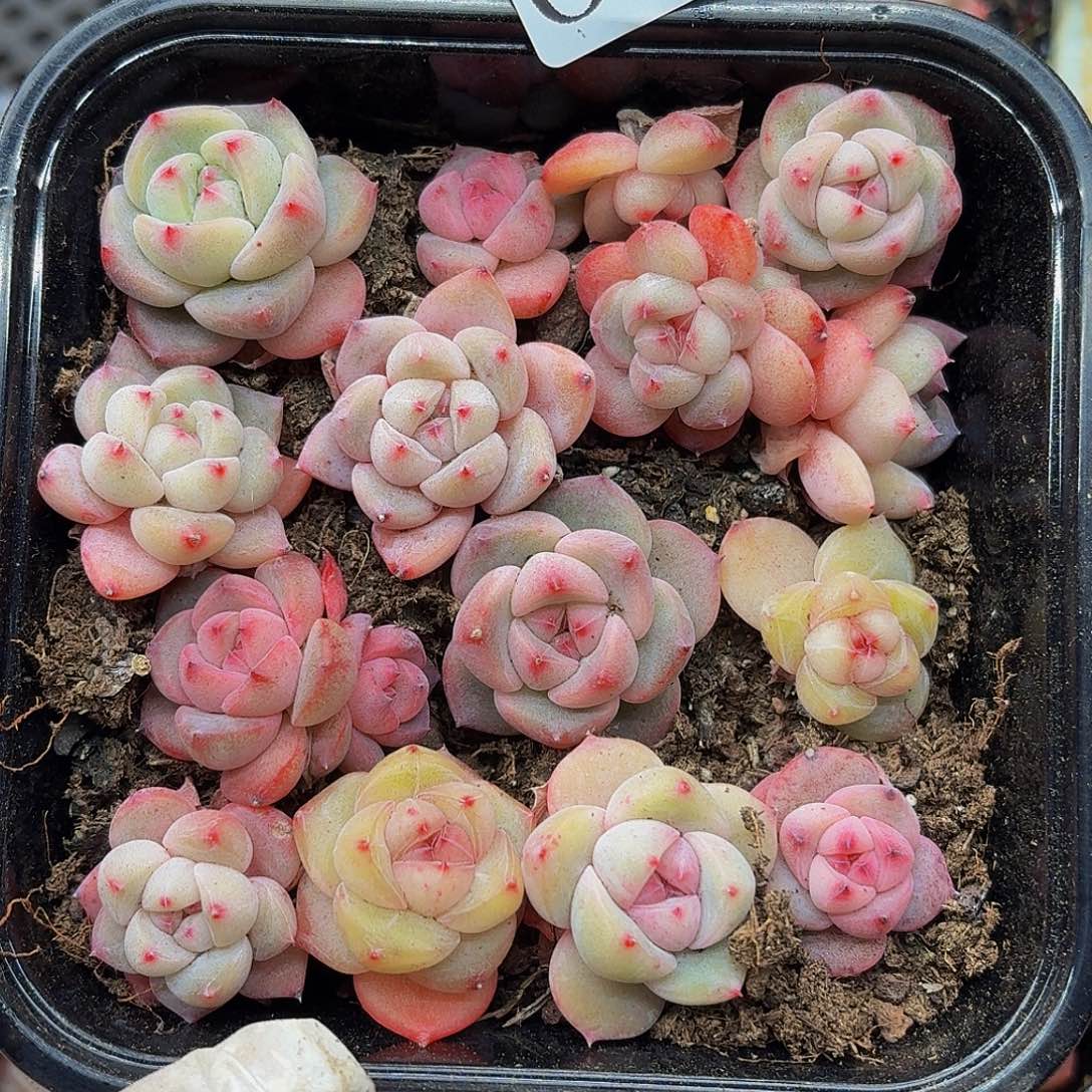 多肉植物多肉植物683