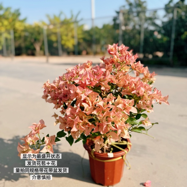 【带花】卡亚塔·c鲑鱼粉网红三角梅