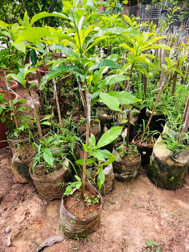 万亿一号四季玲珑黄晶果南方种植蚂蝗桃金娘山蚂蝗