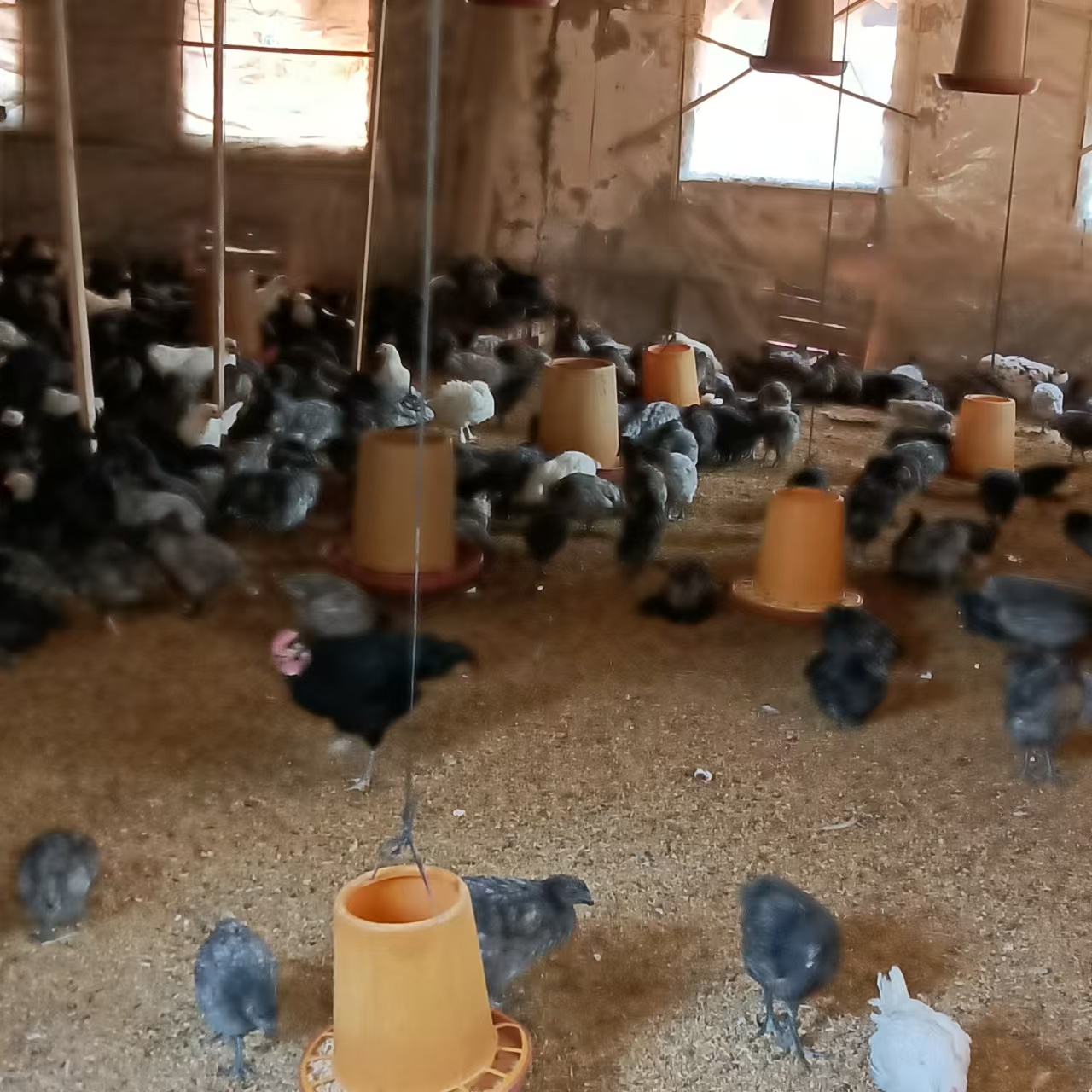 散养放养土鸡瓦灰鸡脱温鸡小公鸡跑山红烧鸡花冠凤头生鲜顺丰包邮