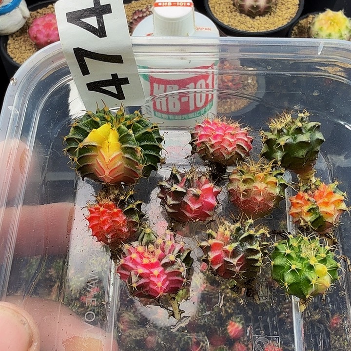 当前无花朵，栽培后可花朵474