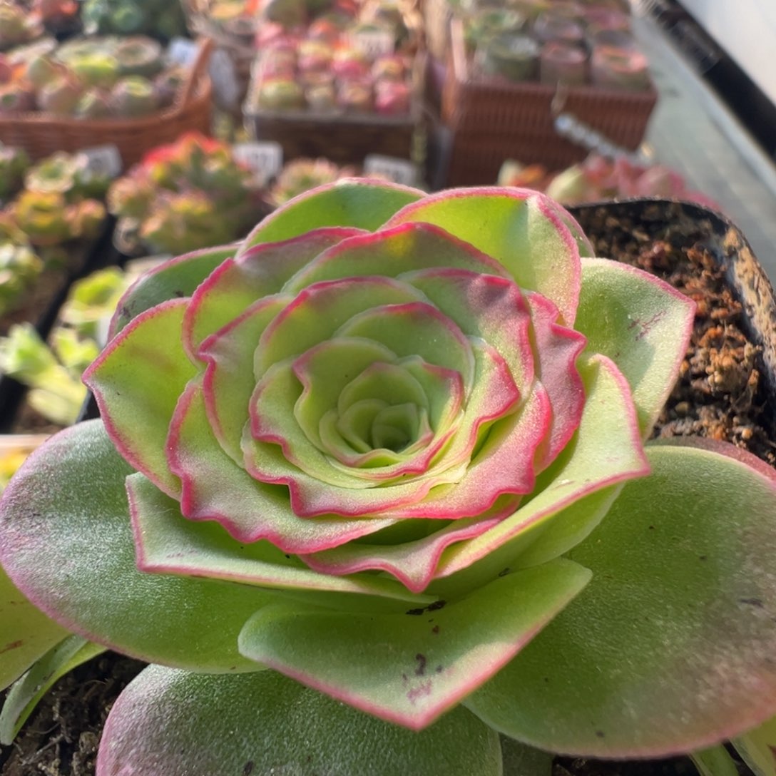 红叶274山地玫瑰多肉