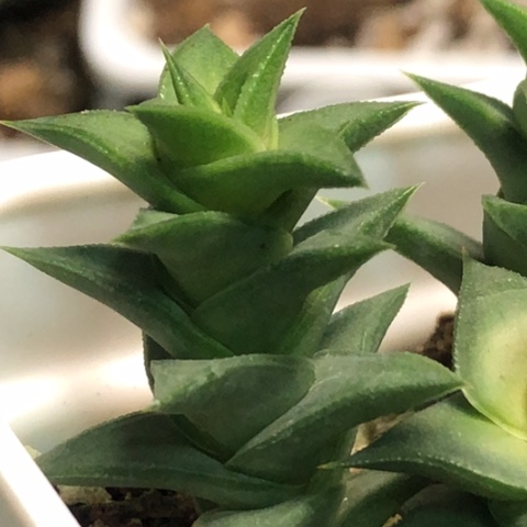 松挲掌侧牙现砍无根哈哈哈