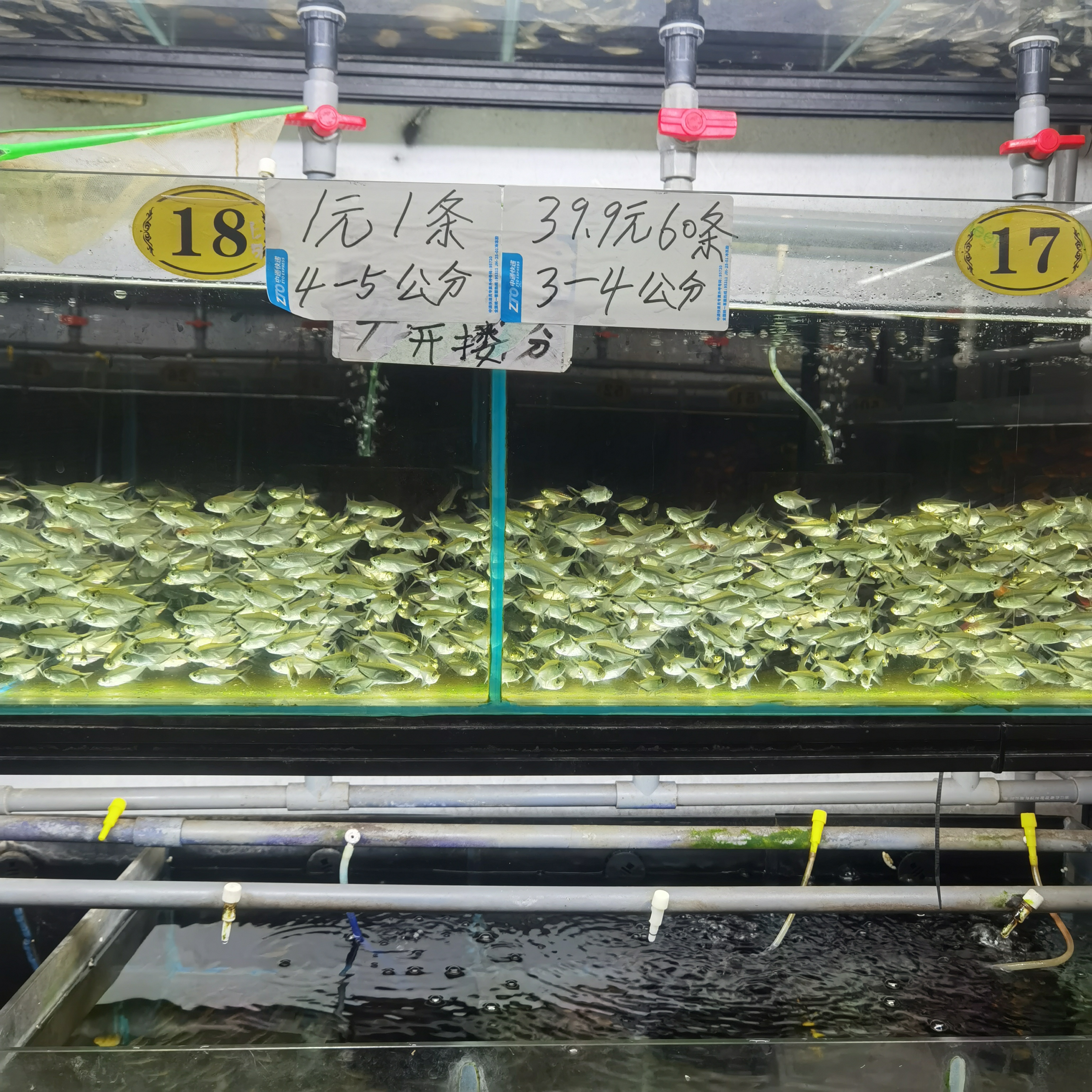 小型观赏鱼套餐 淡水鱼 胎生鱼卵生鱼混养组合黑尾大勾