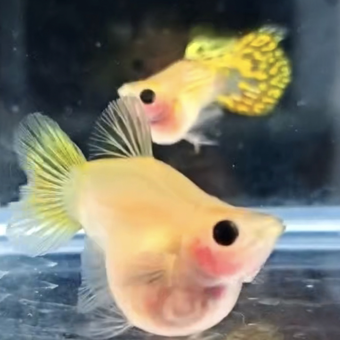 玻璃猫球体孔雀鱼