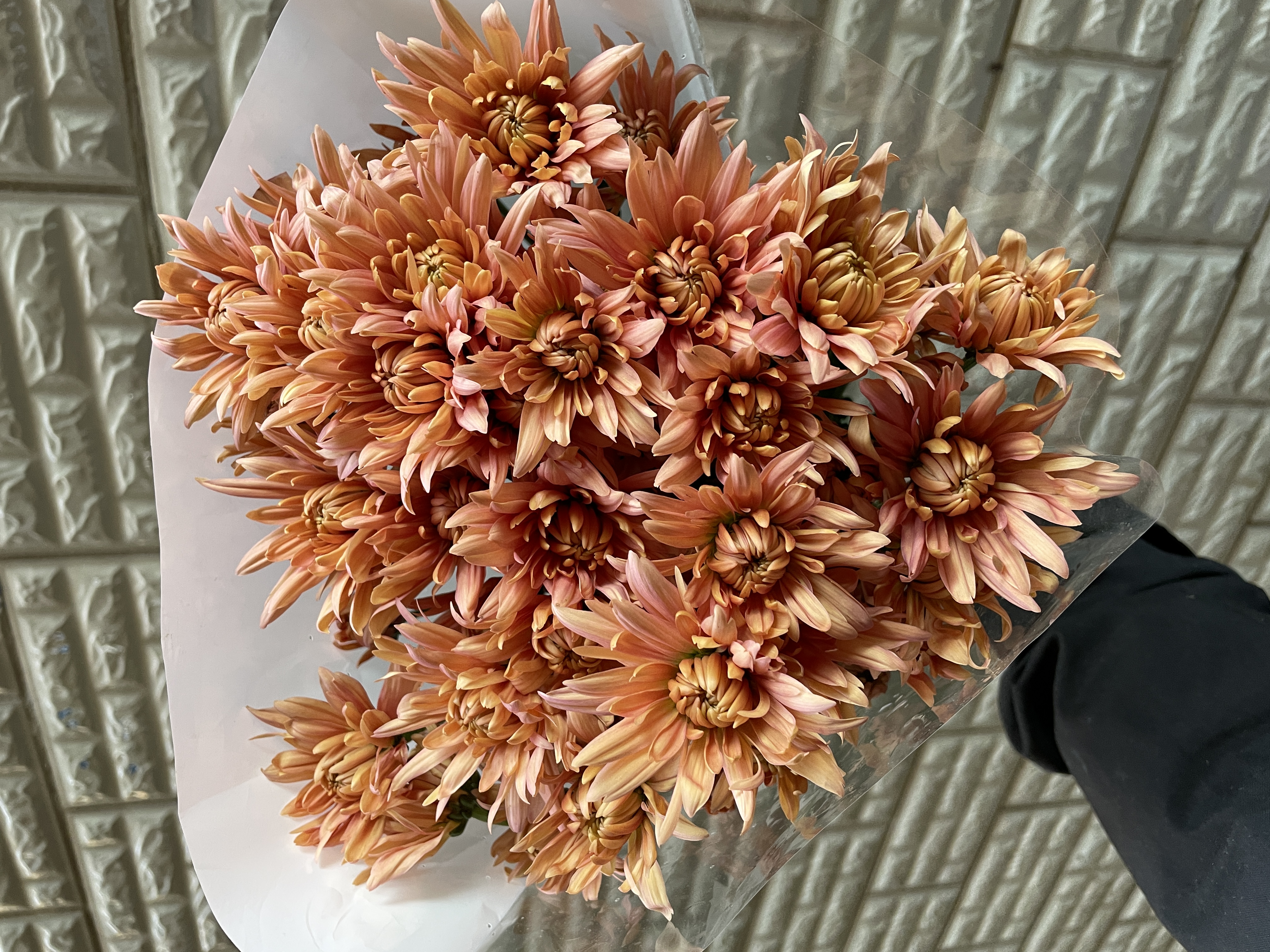 香槟提卡10枝全店1-5扎1个运费