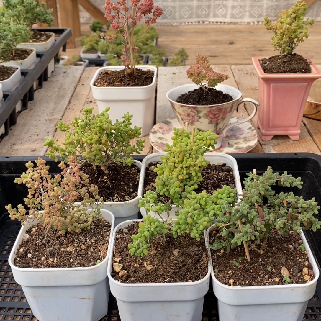 枝干蜜桔糖糖来哦038