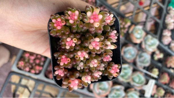 精品酱果多肉植物