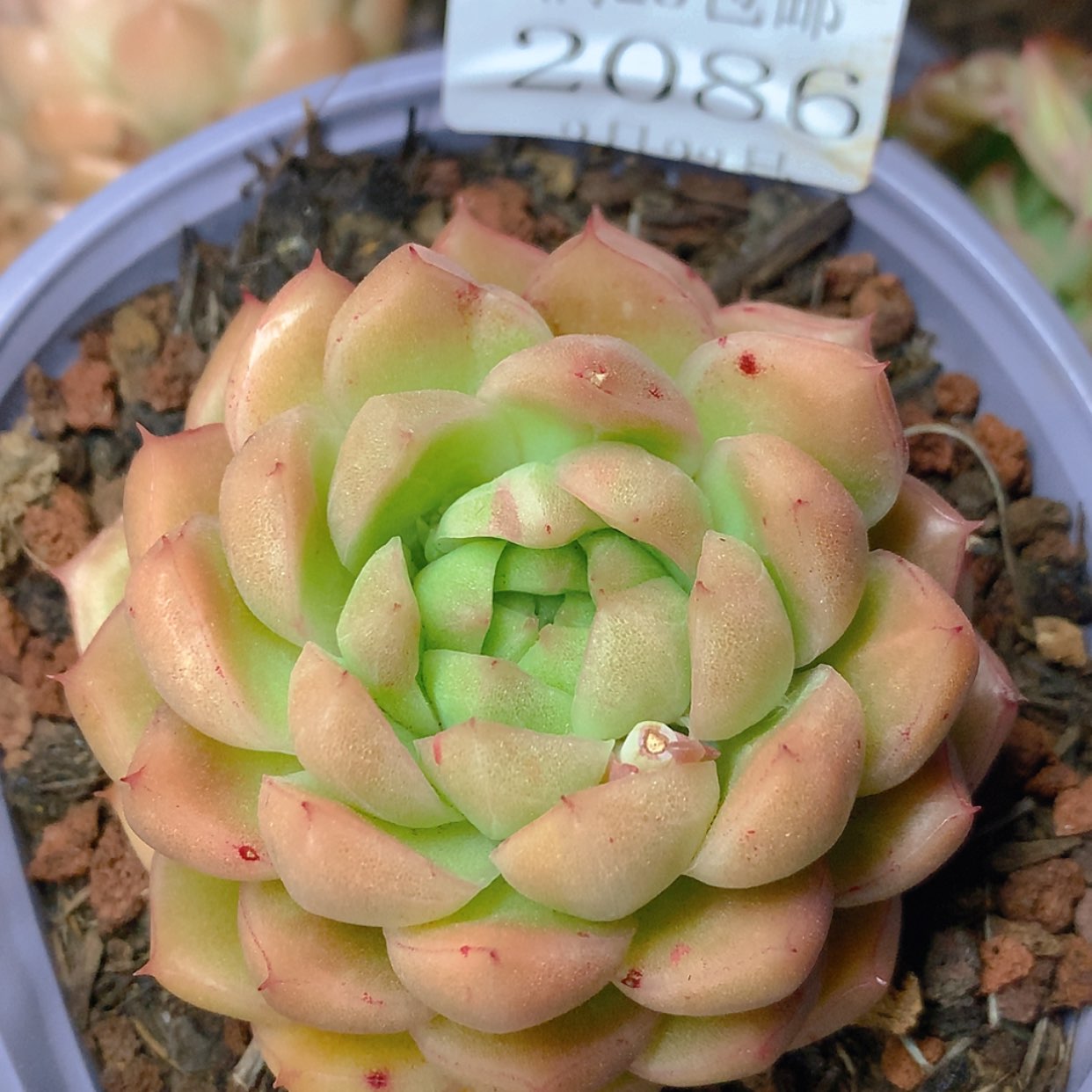 【闪购商品】云2086