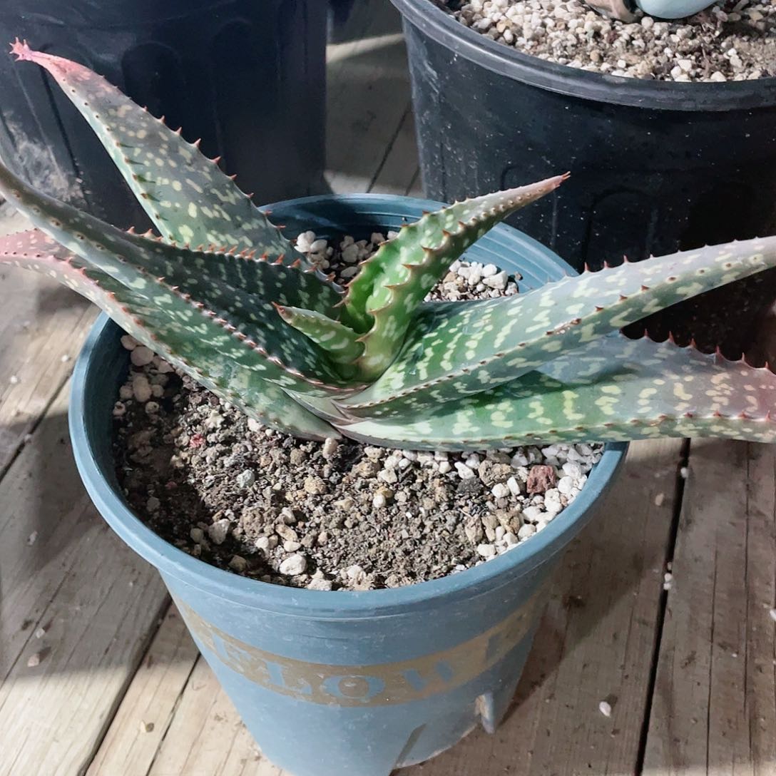 百**.不知名芦荟包邮